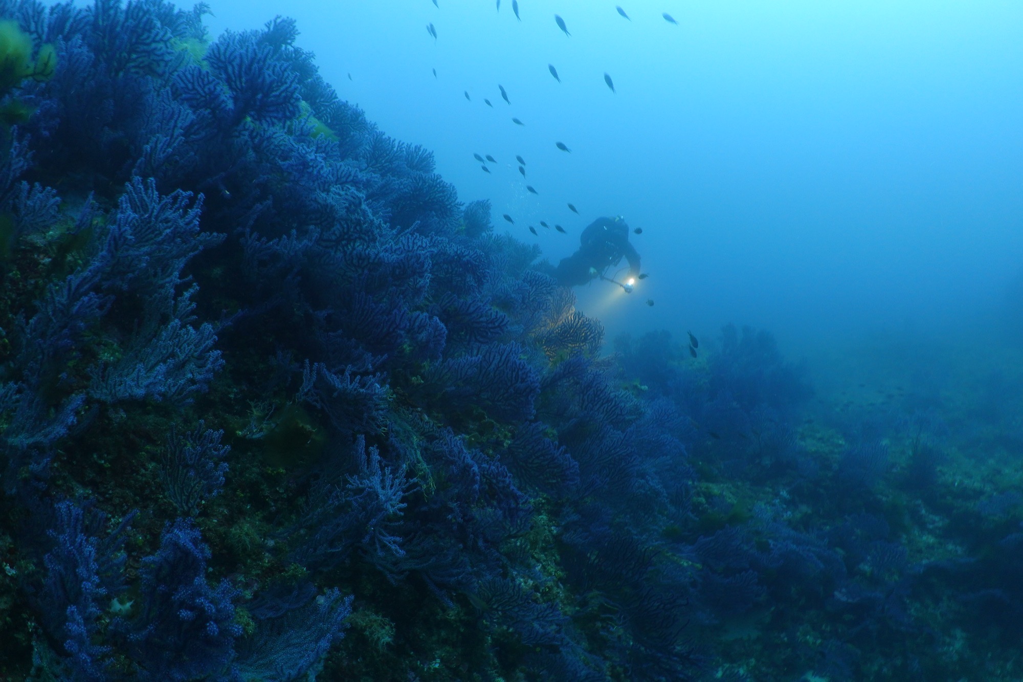 Technical diver with torch exploring a gorgonian coral wall in Mallorca